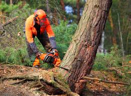  St Marys, GA Tree Removal Services Pros